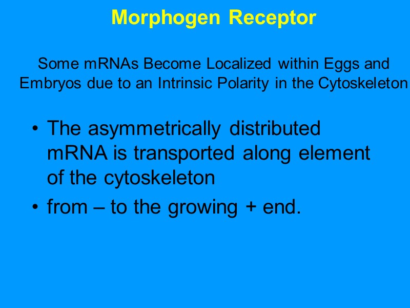 Morphogen Receptor Some mRNAs Become Localized within Eggs and Embryos due to Morphogen Receptor Some mRNAs Become Localized within Eggs and Embryos due to